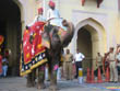 jaipur travel | decorated elephant in jaipur teej festival