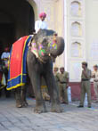 jaipur tourism | decorated elephant in jaipur teej festival