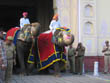 jaipur tourism | elephant accouterment in teej festival of jaipur