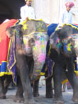 jaipur tourism | elephant accouterment in teej festival of jaipur