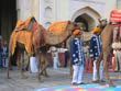 jaipur tourism | camel accouterment in teej festival of jaipur