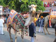 jaipur tourism | decorated camel in the accouterment of teej festival procession