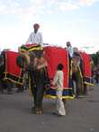 jaipur travel | elephants in teej fair