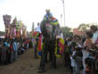 jaipur tour | decorated elephant in teej festival